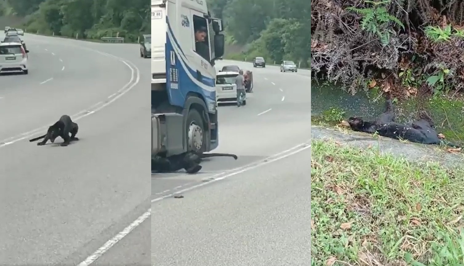 惨烈撞车：黑豹在马来西亚日里布被车撞死
